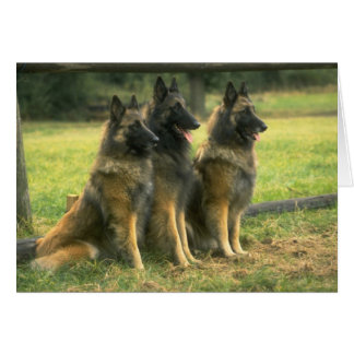 German Shepherd Dogs
