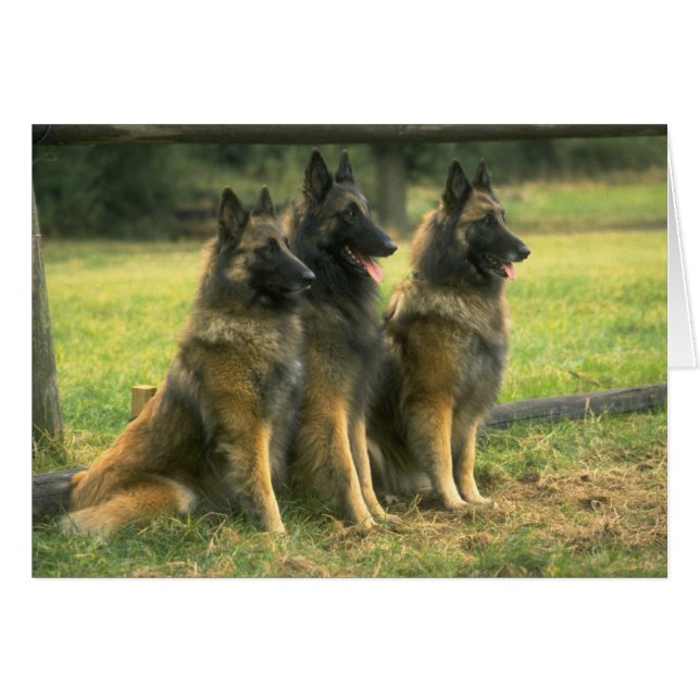 German Shepherd Dogs (Front Horizontal)