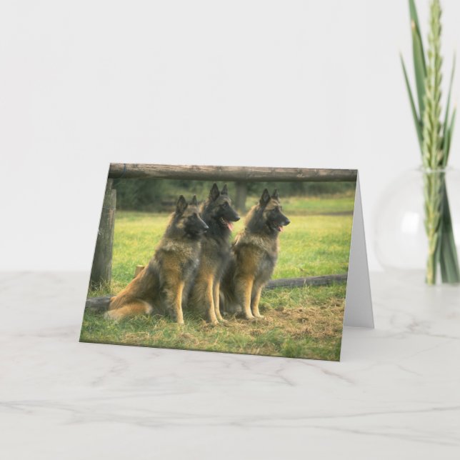 German Shepherd  Dogs Greeting Card (Front)