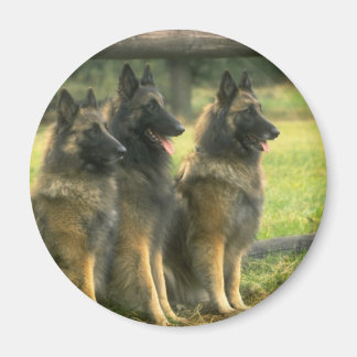 German Shepherd  Dogs Magnet