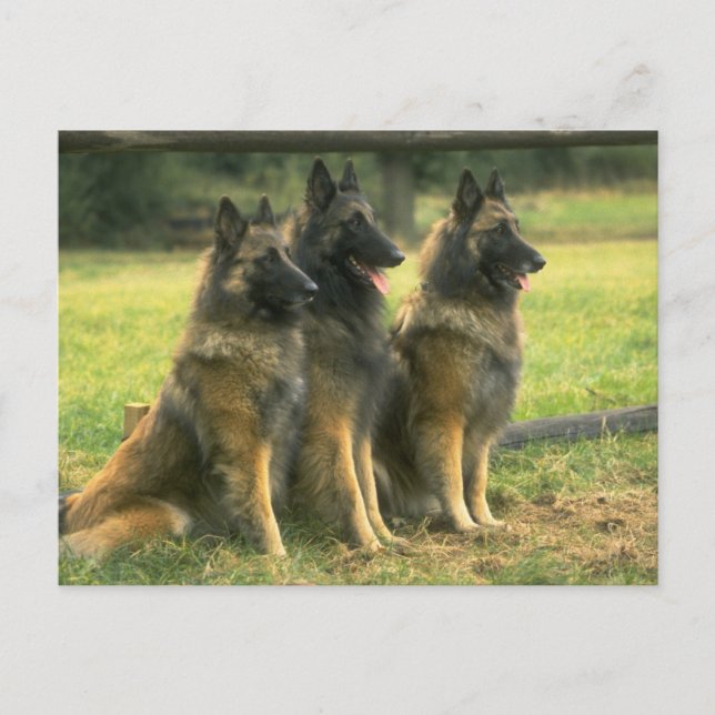 German Shepherd Dogs Postcard (Front)