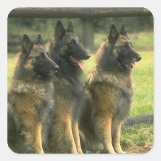 German Shepherd  Dogs Square Sticker