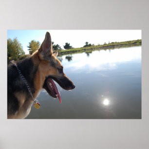 German Shepherd/Enjoying the View Poster
