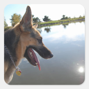 German Shepherd/Enjoying the View Square Sticker