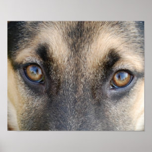 German Shepherd Eyes Poster
