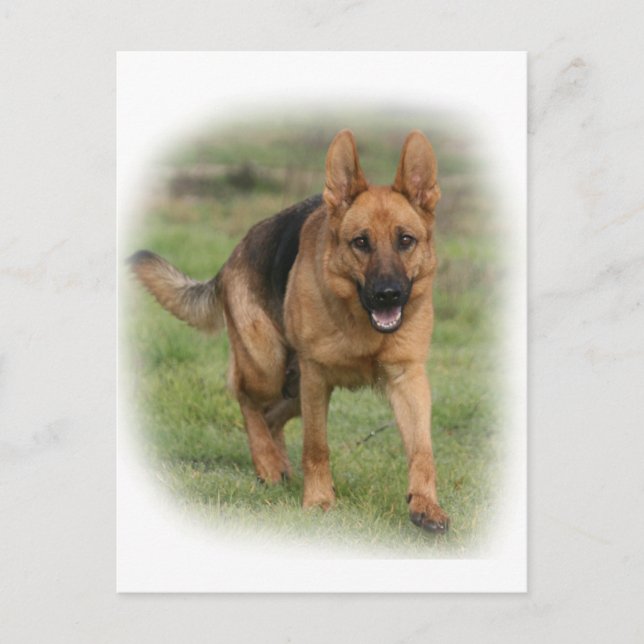 German Shepherd Female "Gilla" Postcard (Front)