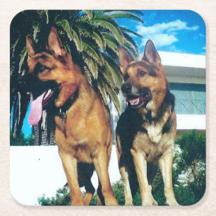 german shepherd group square paper coaster