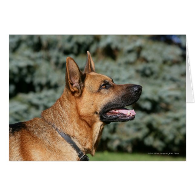 German Shepherd Headshot 1 (Front Horizontal)