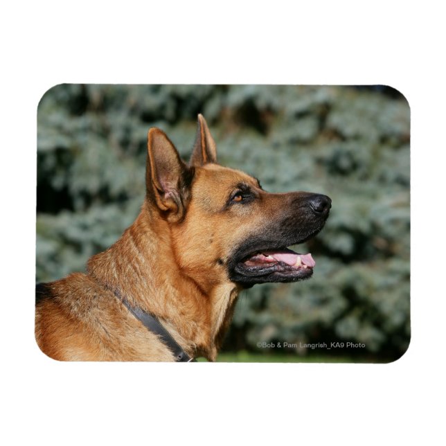 German Shepherd Headshot 1 Magnet (Horizontal)