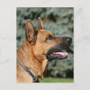 German Shepherd Headshot 1 Postcard