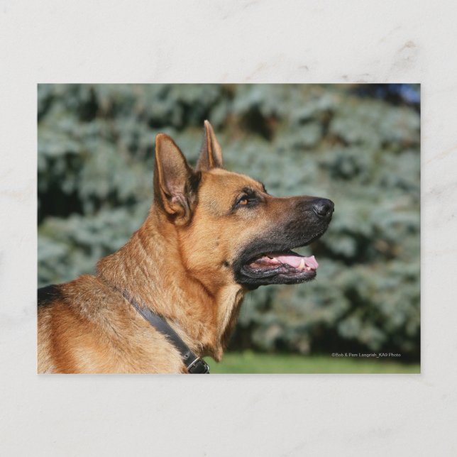 German Shepherd Headshot 1 Postcard (Front)