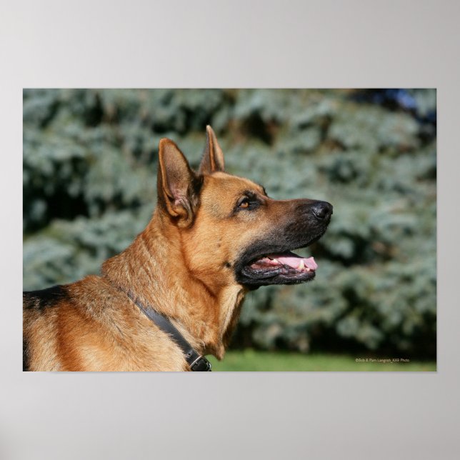 German Shepherd Headshot 1 Poster (Front)