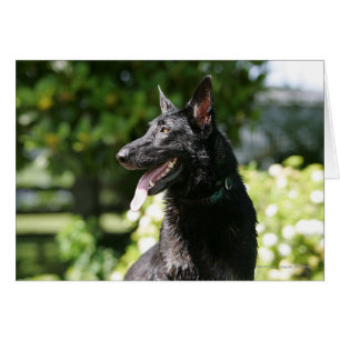 German Shepherd Headshot 2