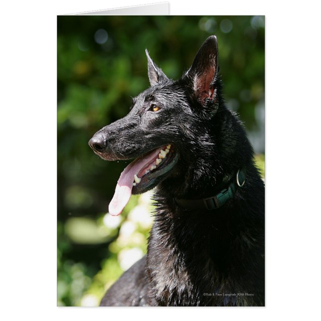 German Shepherd Headshot 2 (Front)