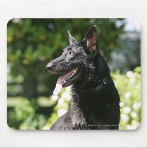 German Shepherd Headshot 2 Mouse Mat
