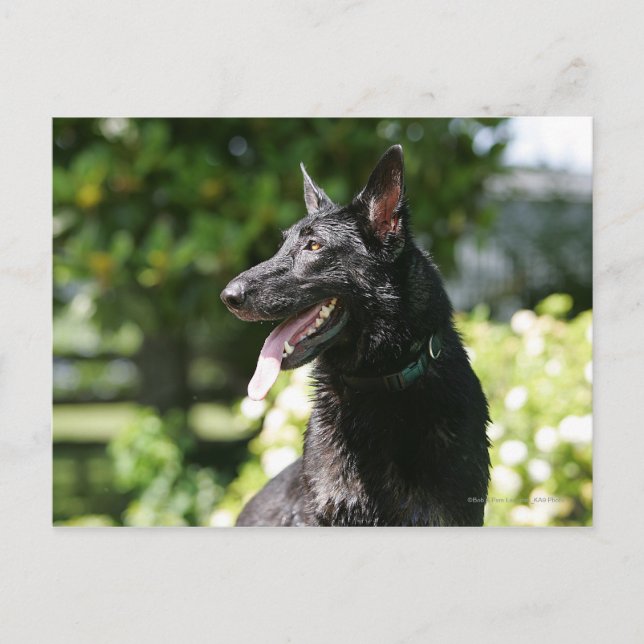 German Shepherd Headshot 2 Postcard (Front)