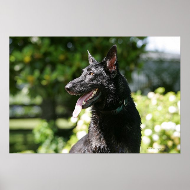 German Shepherd Headshot 2 Poster (Front)