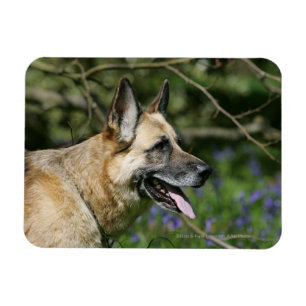 German Shepherd Headshot 3 Magnet