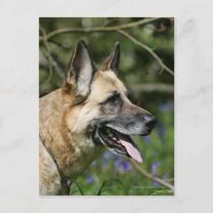German Shepherd Headshot 3 Postcard