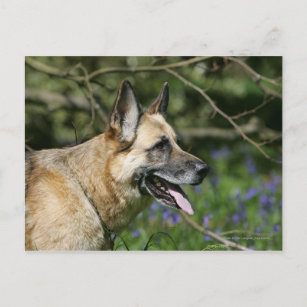 German Shepherd Headshot 3 Postcard
