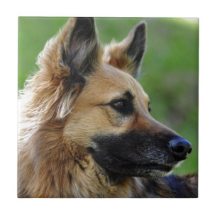 German Shepherd Headshot Tile