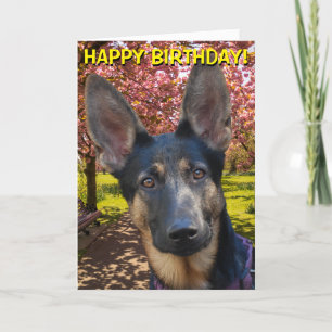 German Shepherd in park birthday card