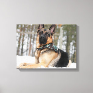 German Shepherd In Snow Canvas Print