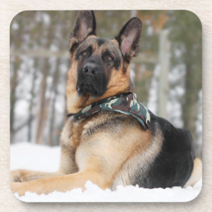 German Shepherd In Snow Coaster