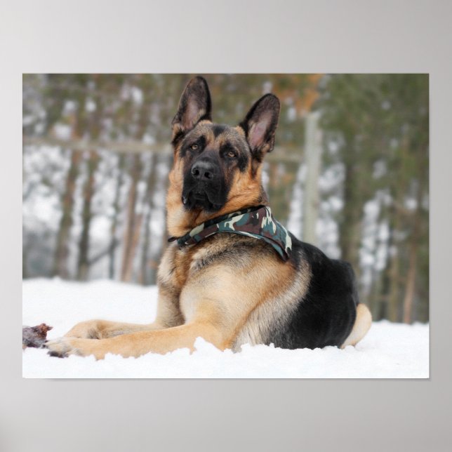 German Shepherd In Snow Poster (Front)