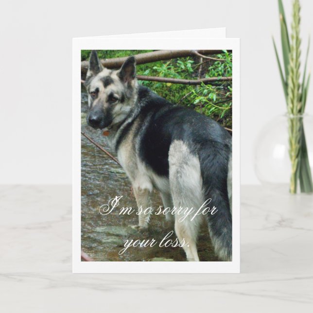 German Shepherd in the Creek; Sympathy Card (Front)