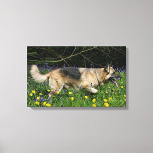 German Shepherd in Yellow Flowers Canvas Print