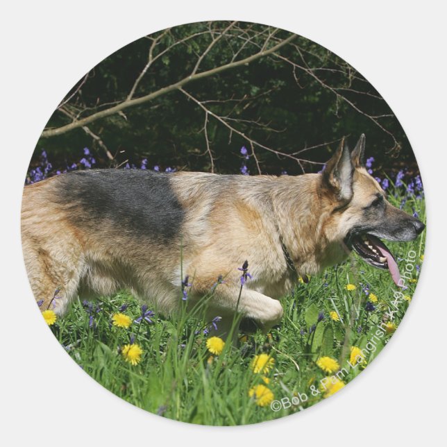 German Shepherd in Yellow Flowers Classic Round Sticker (Front)