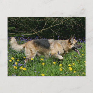 German Shepherd in Yellow Flowers Postcard