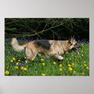 German Shepherd in Yellow Flowers Poster