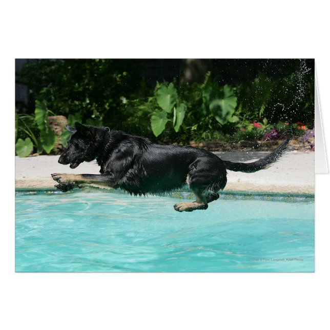 German Shepherd Jumping in Water (Front Horizontal)