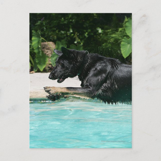 German Shepherd Jumping in Water Postcard (Front)