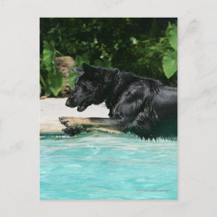 German Shepherd Jumping in Water Postcard