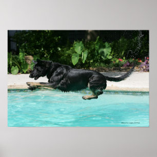 German Shepherd Jumping in Water Poster