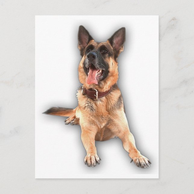German shepherd laughing postcard (Front)