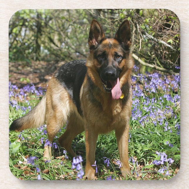 German Shepherd Laying Down Coaster (Front)