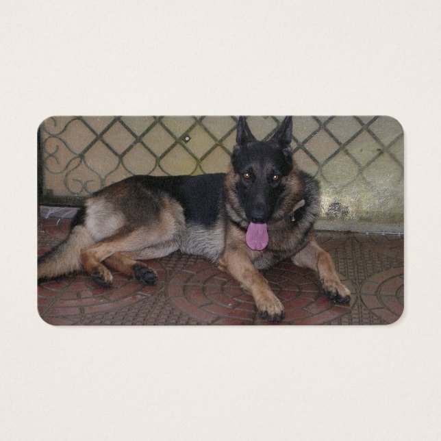 german shepherd laying.png (Front)