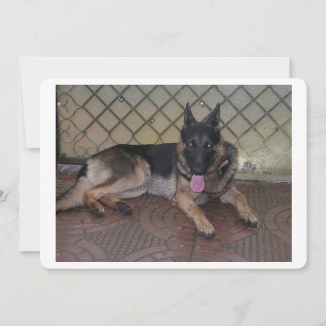 german shepherd laying.png (Front)