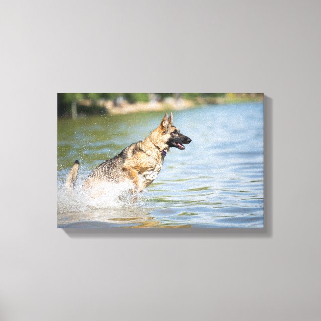 German Shepherd Leaps Into Water Canvas Print (Front)
