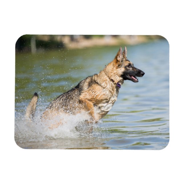 German Shepherd Leaps Into Water Magnet (Horizontal)