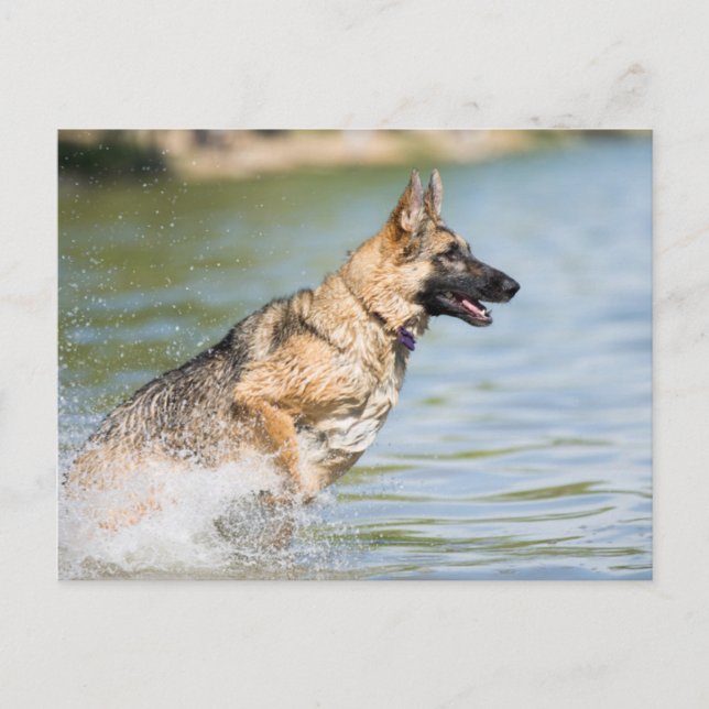 German Shepherd Leaps Into Water Postcard (Front)