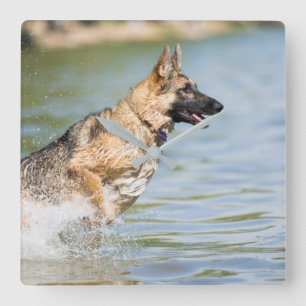 German Shepherd Leaps Into Water Square Wall Clock