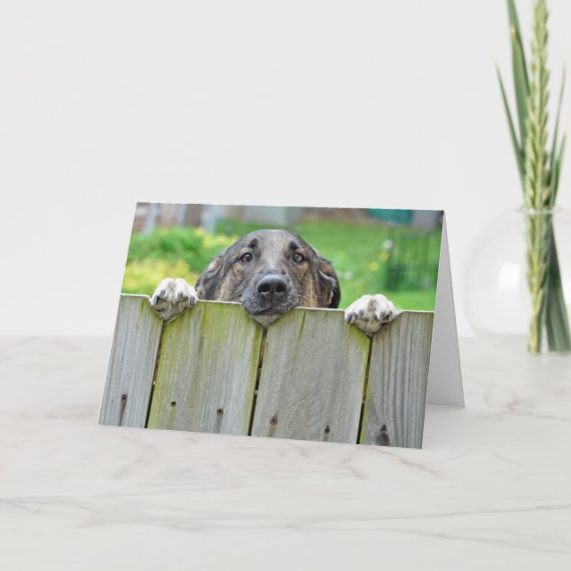 German Shepherd Looking Over Fence Card (Front)