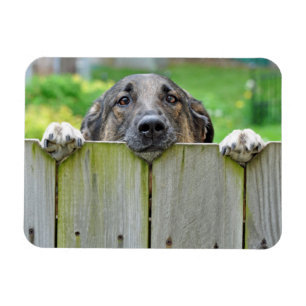 German Shepherd Looking Over Fence Magnet