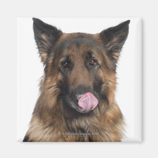 German Shepherd Magnet (Front)