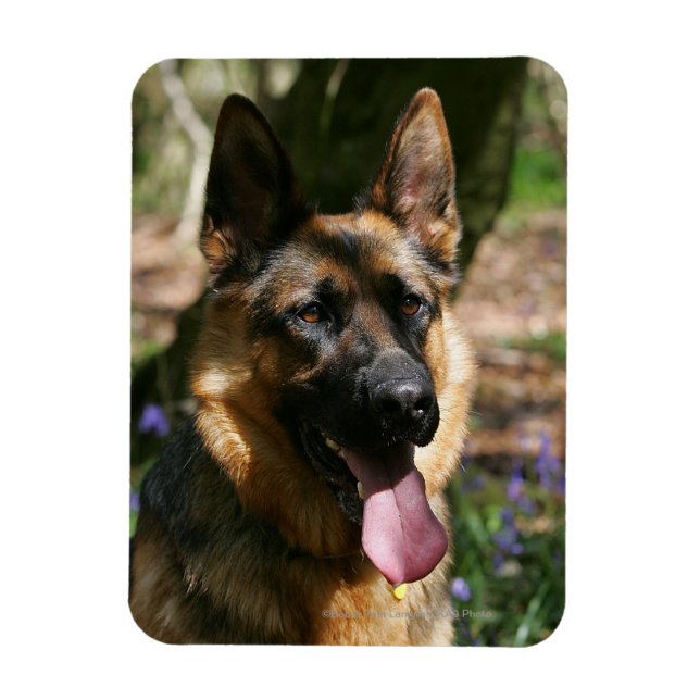 German Shepherd Magnet (Vertical)